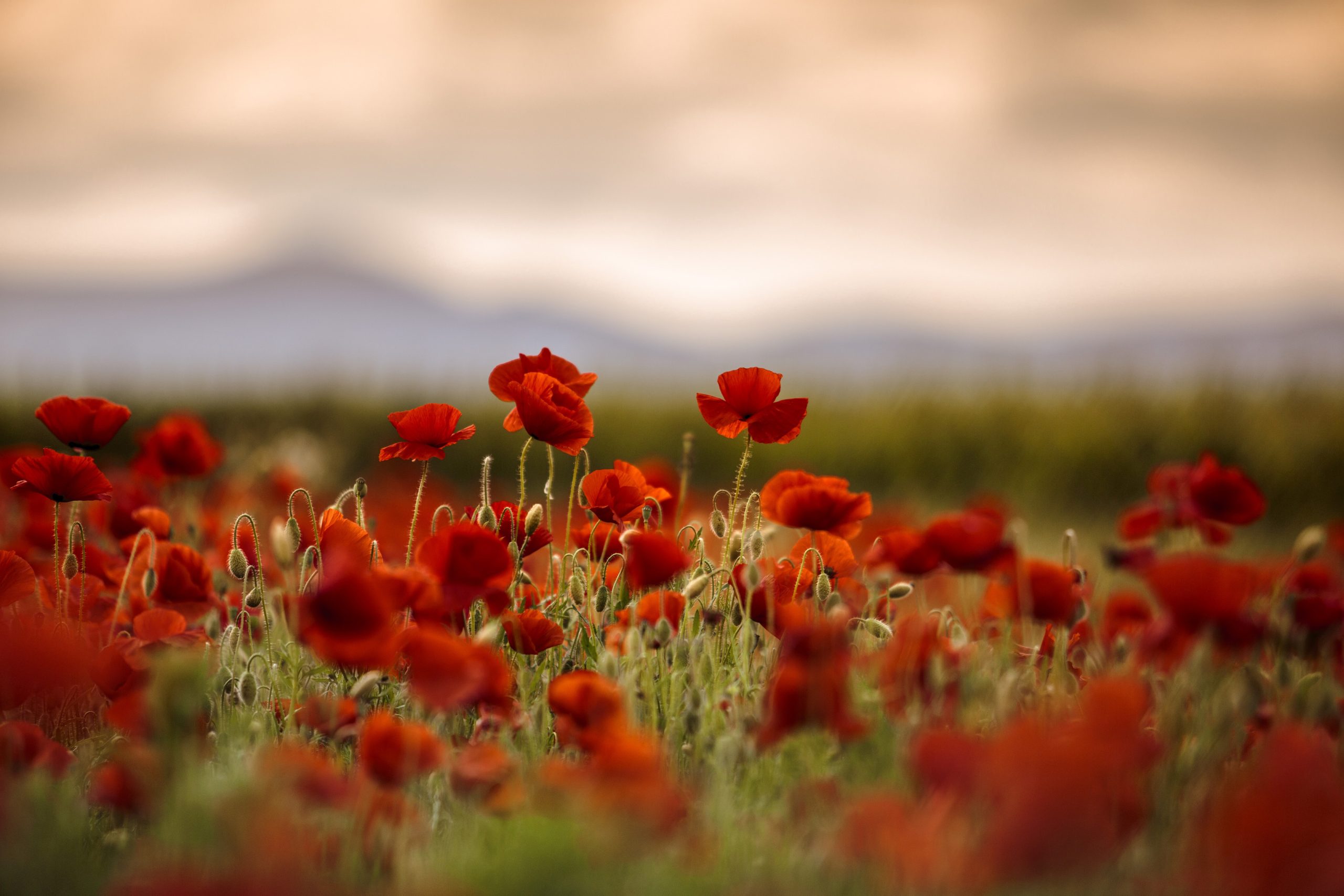 Remembrance Day red,poppy,flowers,in,june,in,rhineland palatinate,,germany